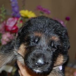 Twilight - Black and red female German Shepherd puppy in Llano, Texas from Von Ark German Shepherds