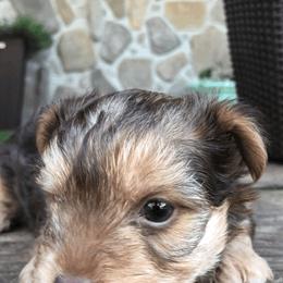 Assorted Doodle Crosses, Maltipoos, Shih Tzus, and Yorkshire Terriers from Faery Acres Family Farm