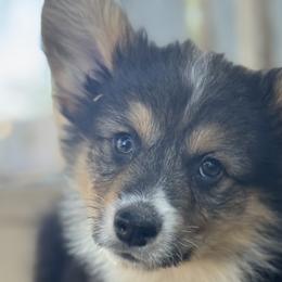 American Corgis and Pembroke Welsh Corgis from Hannah Johnson