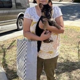 German Shepherd Puppies from Von Gonzalez Kennel