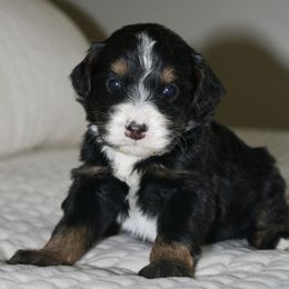 Donner -TRI COLOR - Tri-color male Bernedoodle puppy in Apple Creek, Ohio from Arlene Hershberger