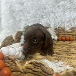 Hershey - Chocolate female Dachshund puppy in Mesquite, Texas from AB Dachshund