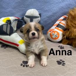 Anna - Red female Pembroke Welsh Corgi puppy in Apison, Tennessee from Ashmore Corgis