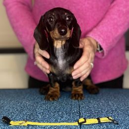 Bliss - Black and tan female Dachshund puppy in Toledo, Ohio from Baldox Dachshunds