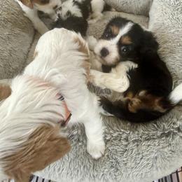 Cavalier King Charles Spaniel Puppies from George Larkin