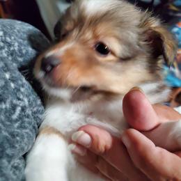 Toy Shetland Sheepdog Puppies from LaLa's Lilliputian Lassies