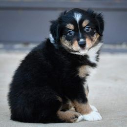 Miniature Australian Shepherd and Toy Australian Shepherd Puppies from Ripple Creek