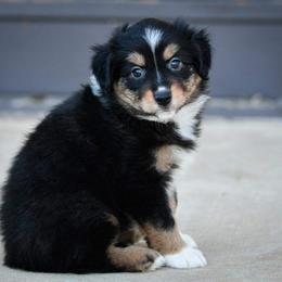 Miniature Australian Shepherd and Toy Australian Shepherd Puppies from Ripple Creek