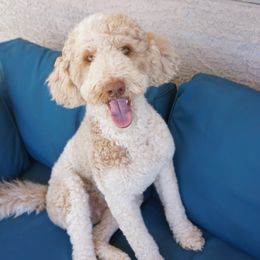 Fiona - Goldendoodle