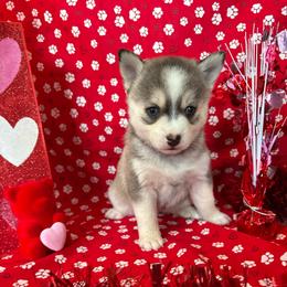 Eclipse - Black and white female Pomsky puppy in Valparaiso, Indiana from Valparaiso Pomskys