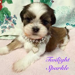 Twilight sparkle - Black gold and white female Shih Tzu puppy in Hemet, California from Aloha Shih Tzu