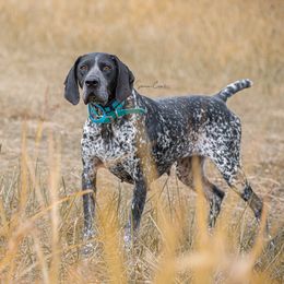 Ramona - German Shorthaired Pointer