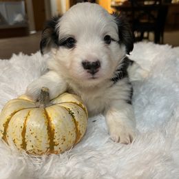 Cruella - White and black female Pembroke Welsh Corgi puppy in Atascadero, California from California Corgis and Kunes