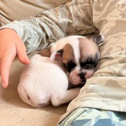 Girl 2 - Tricolors female French Bulldog puppy in Opelika, Alabama from Fancy Face Frenchies
