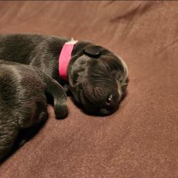 Pink - Black female Labrador Retriever puppy in Anderson, Texas from TLS Retrievers