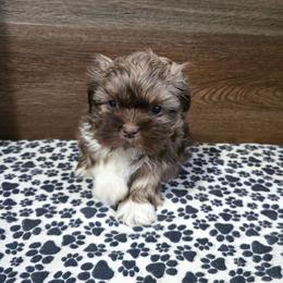 Trixy Boy 1 - Liver male Shih Tzu puppy in Meadows Of Dan, Virginia from Walt’s Shih Tzus
