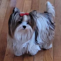 Tinky woo woo - Yorkshire Terrier