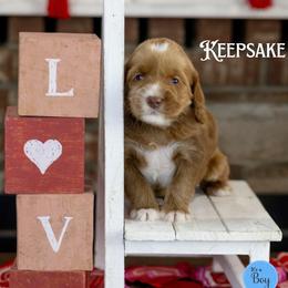 Keepsake - Caramel red male Australian Labradoodle puppy in Redding, California from Shasta Royal Monroe Puppies