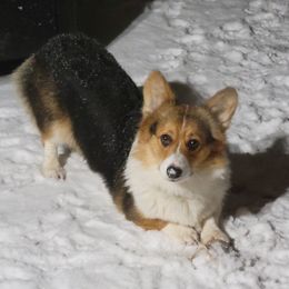Cricket - Pembroke Welsh Corgi