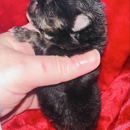 Briar - Blue and tan male Pomeranian puppy in Waterloo, Indiana from Garcias Pomeranian