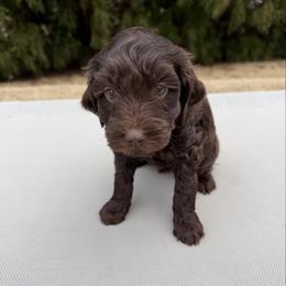 Mint Girl - Chocolate female Australian Labradoodle puppy in West Union, South Carolina from Golden Corner Labradoodles, LLC