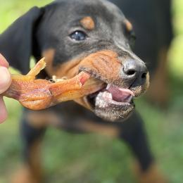 Prada - Black and rust female Doberman Pinscher puppy in Winchester, Ohio from 32 Farms
