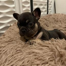 Green - Tricolors male French Bulldog puppy in Long Beach, California from Royal velvet frenchies
