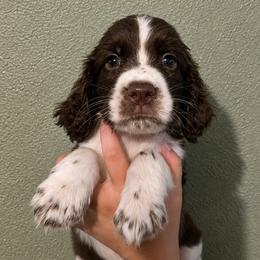 Davy - Liver and white male English Springer Spaniel puppy in Fort White, Florida from Thunderbird Springers