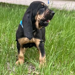 Bloodhound Puppies from Sandhill Hounds of Nebraska