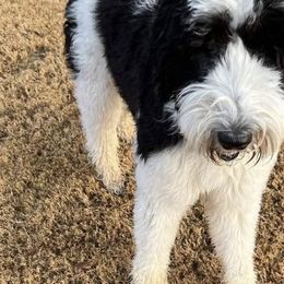 Finley - Sheepadoodle