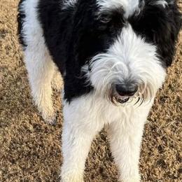 Finley - Sheepadoodle