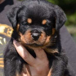 Rottweiler Puppies from World Class Rottweilers