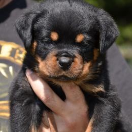 Rottweiler Puppies from World Class Rottweilers