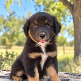 Zion - Black Tri Female - Black tri-color female Australian Shepherd puppy in Hugo, Colorado from Frying Pan Ranch Australian Shepherds