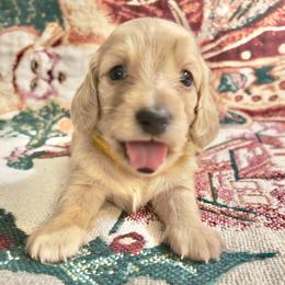 Sparkler - Cream male Dachshund puppy in Sacramento, California from MiniDoxPups
