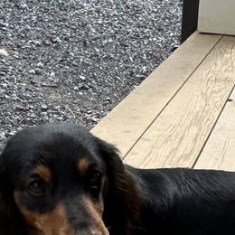 Rocky - Dachshund