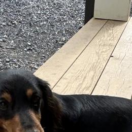 Rocky - Dachshund