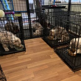Australian Shepherd Puppies from Canyon Ridge Australian Shepherds