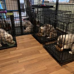 Australian Shepherd Puppies from Canyon Ridge Australian Shepherds