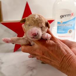 Slinky - Cream male Goldendoodle puppy in Lakeland, Florida from Rolling Oak Doodles