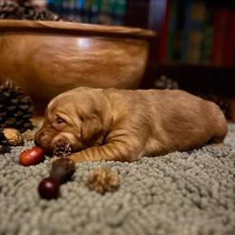 Lime Collar - Golden male Golden Retriever puppy in Salem, Oregon from Oregon Rose Goldens