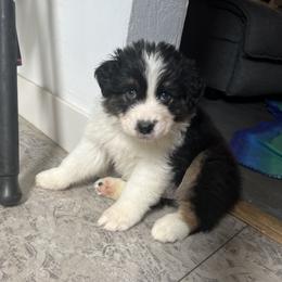 Australian Shepherd Puppies from Cooper Ridge Aussies