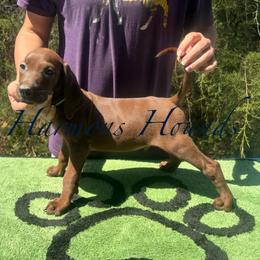 Jameson - Red male Redbone Coonhound puppy in Mount Pleasant, Texas from Harmons Hounds