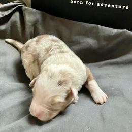Opal - Red merle female Miniature Australian Shepherd puppy in Priest River, Washington from Offgrid Aussies