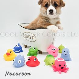 Macaroon - Red male Pembroke Welsh Corgi puppy in Kiowa, Colorado from Cool Water Corgis LLC