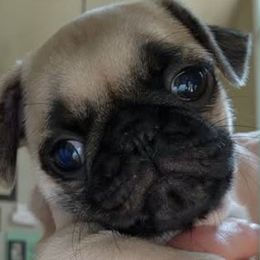 Forrest - Fawn male Pug puppy in Blue Ridge, Georgia from Ausband Farm Pugs