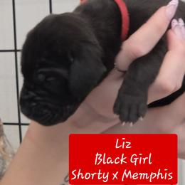 Liz - Black female Great Dane puppy in Longview, Texas from Lazy A Danes
