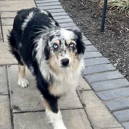 Bella - Australian Shepherd