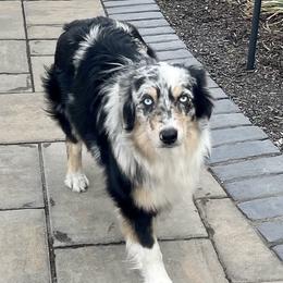 Bella - Australian Shepherd