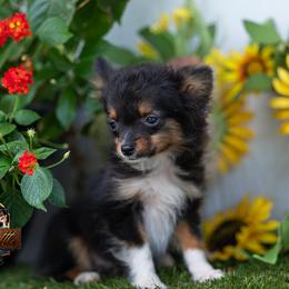 Marcellus - Red merle male Toy Australian Shepherd puppy in Granbury, Texas from Best Little Aussies